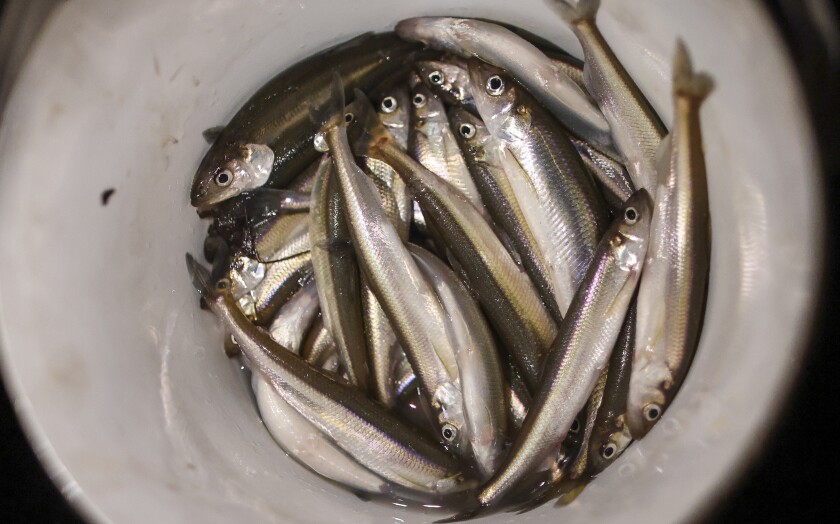 042421.S.DNT.SMELTING.C04.jpg