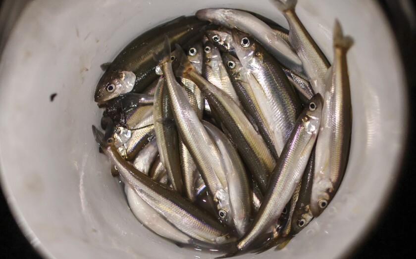 Sandy River Smelt Dip Netting. Didn't have the best net, but it did th