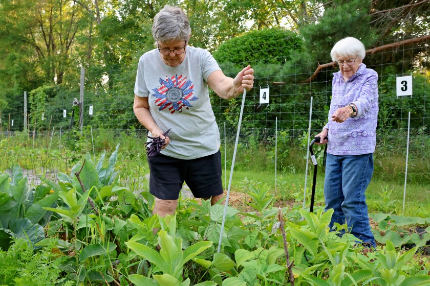 One woman picks beans while another points out where more are.