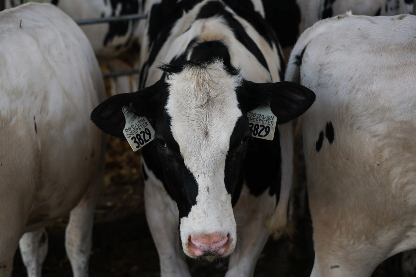 In a raw-milk-is-trendy era, Minnesota's food safety system is on guard