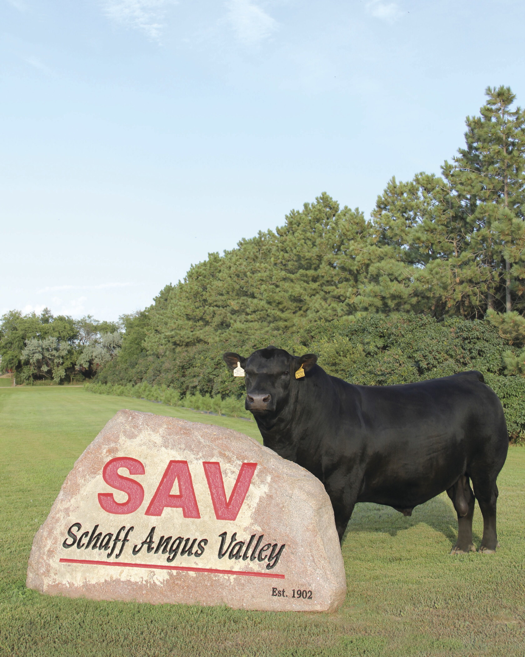 Schaff Angus Valley bull sells for record $1.51 million - Agweek | #1 ...