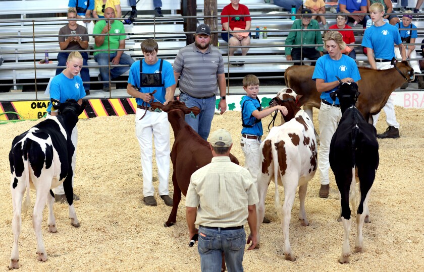 A 4-H judge selects four calves for consideration for Grand Champion Junior Calf at the Nobles County Fair in Worthington, from competitors, from left, Cassidy Madison, Austin Henning, Aiden Timmer and Trent Dykstra, Grand Champion goes to Trent Dykstra and Reserve to Aiden Timmer Wednesday, Aug. 3, 2022.