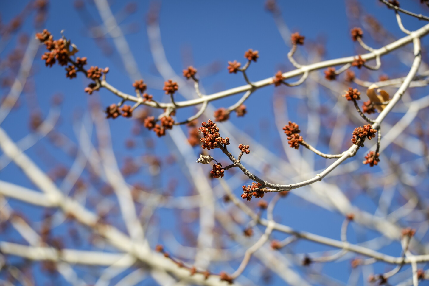Minnesota Spring April Photo gallery: Watching and waiting for the first signs of spring - The ...