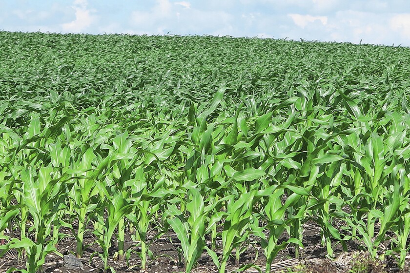 Corn near Willmar