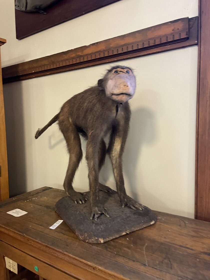 Taxidermied monkey