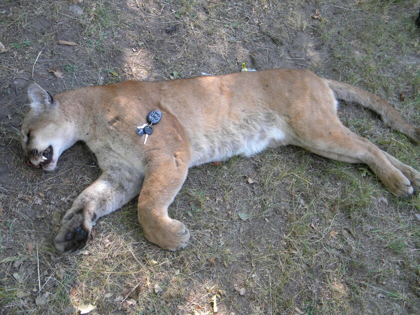 Dead cougar near Bemidji 2009.jpg