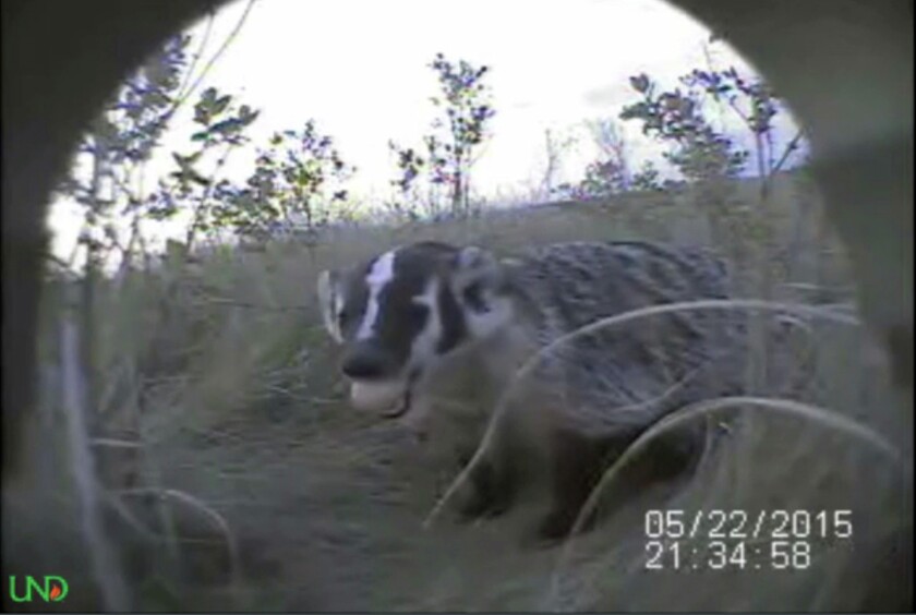 A badger eats a duck egg raided from a nest in central North Dakota in this photo taken from a video clip in May 2015.