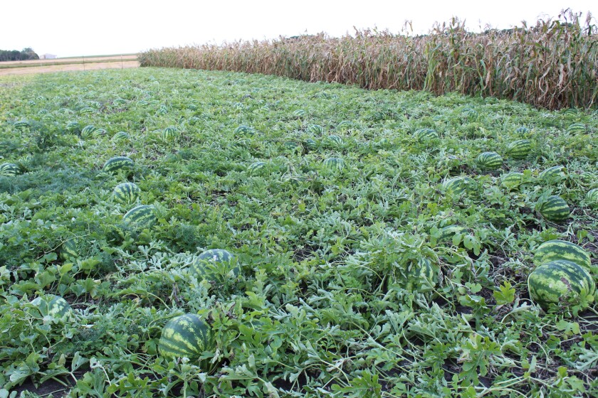 Prairie Road Organic Seed - Field of Sweet Dakota Rose Watermelon being grown for seed (1).jpg