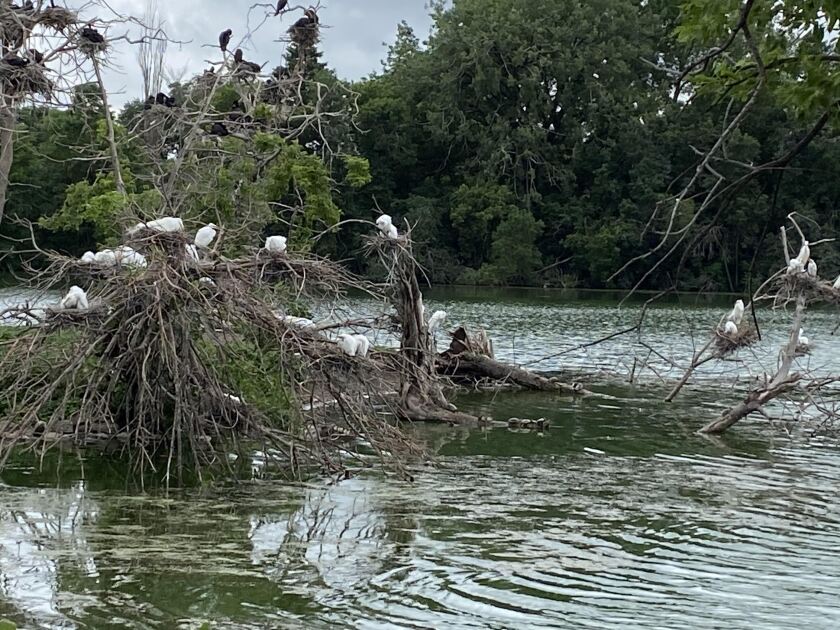 egrets.jpg