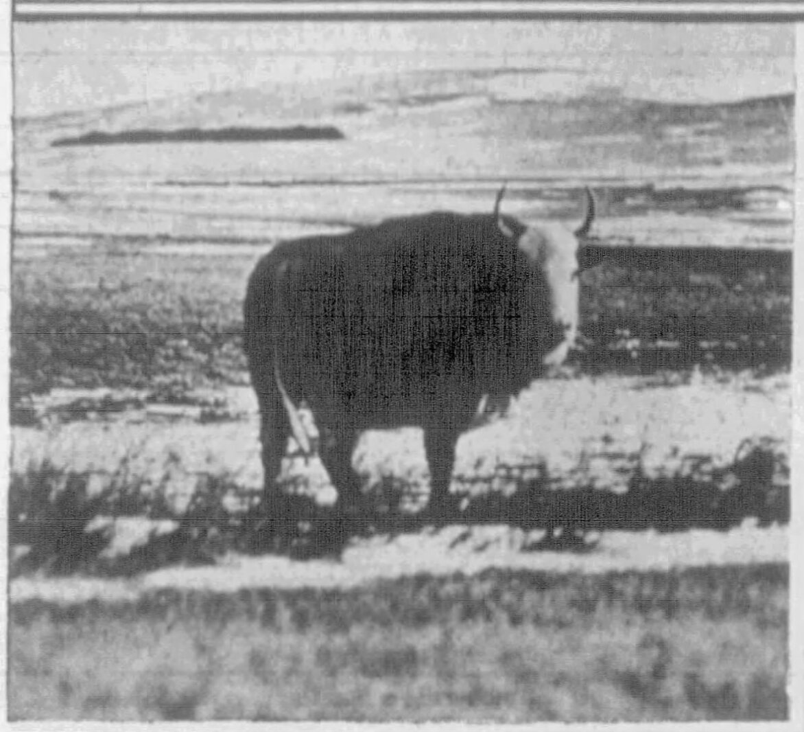 Legendary Cow The ballad of Traveling Jenny, the legendary North Dakota 'super cow'