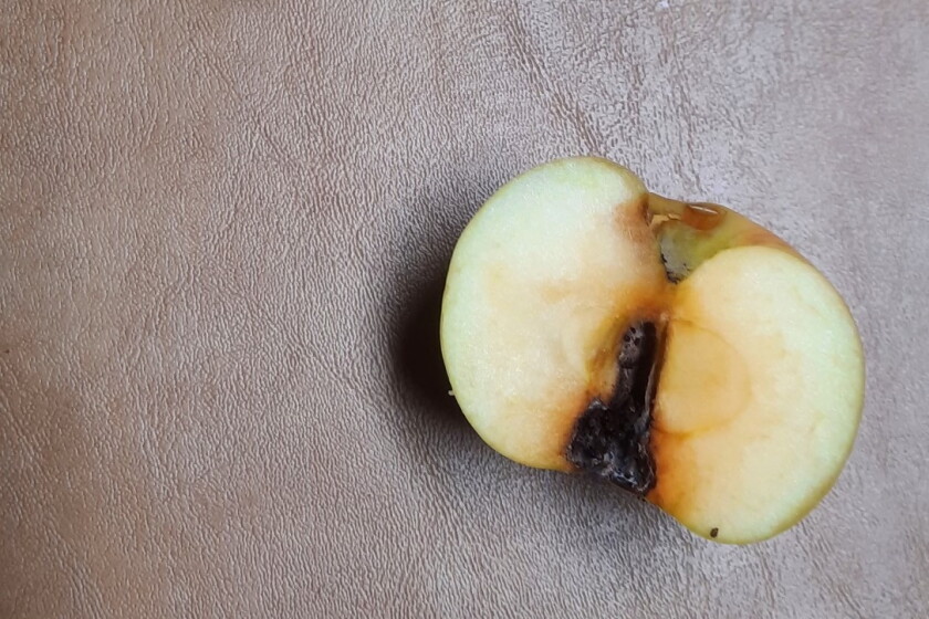 Insect Commication Black centers in an apple indicate insect damage - InForum | Fargo ...