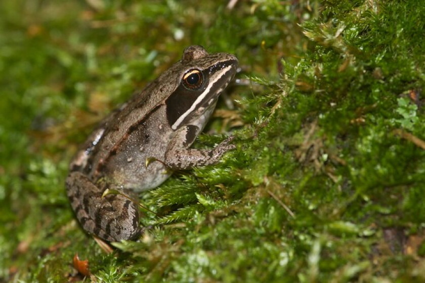 Springy Frog Northland Nature: Spring frogs wake, sing - Duluth News Tribune | News ...