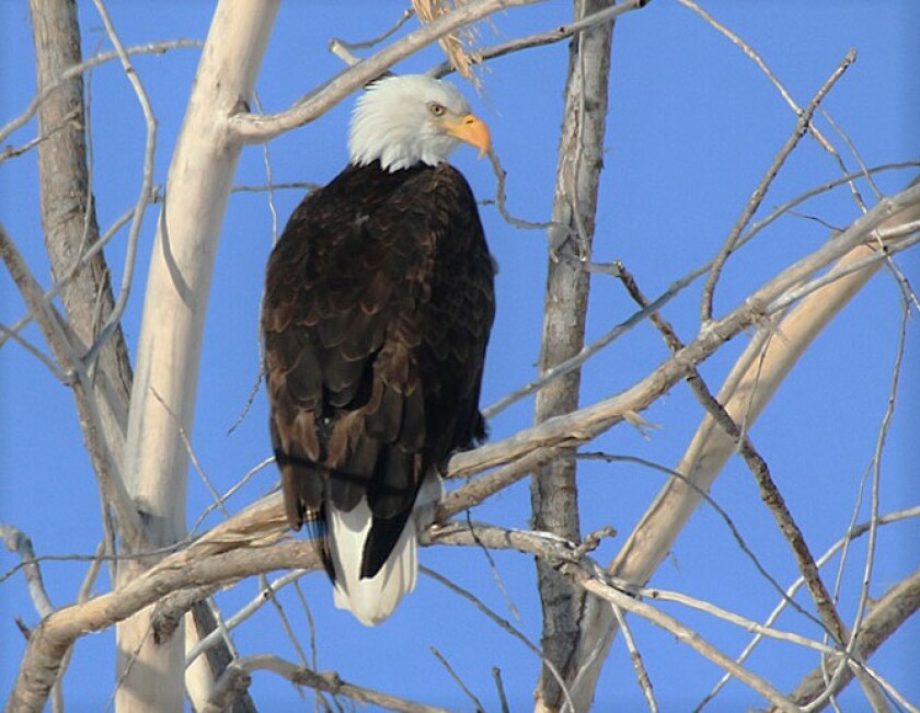 bald eagle.jpg