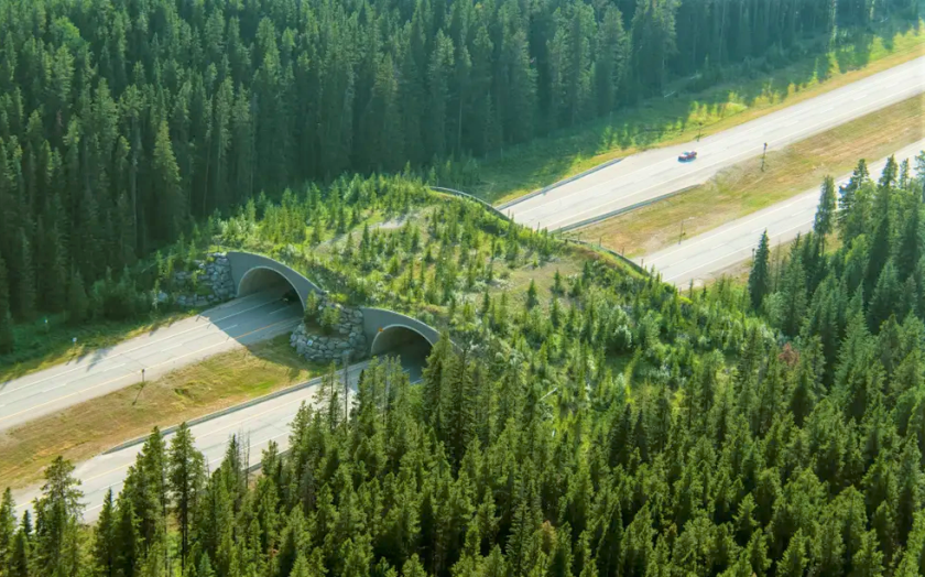 wildlife crossing