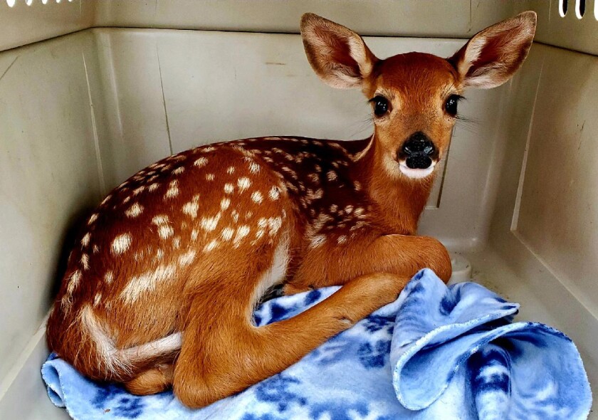 052921.O.PRE.Fawn in carrier.jpg