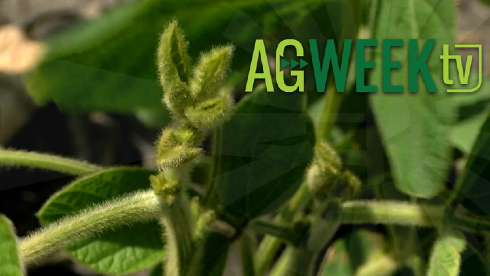 AgweekTV Full Show: Tariffs, dicamba, ICE and Minnesota ag labor, new oats variety