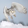 Y10-M02-Duluth-Area-Snowy-Owl-Arctic-Mound-Take-Off-03.jpg