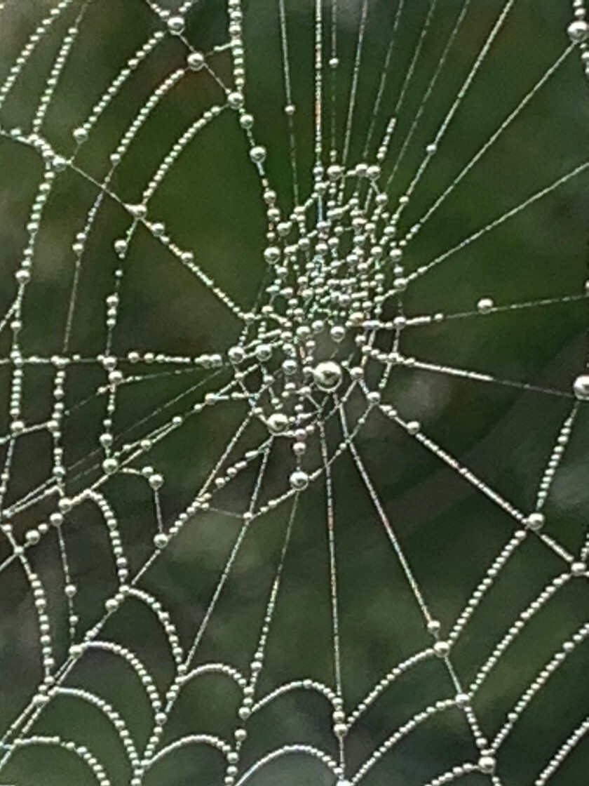 Spiderweb.jpeg