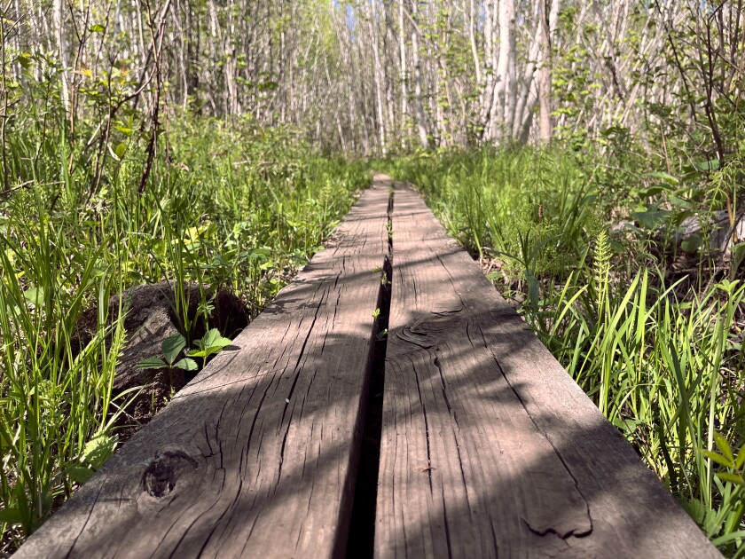 Wooden planks lead travelers over dense, wet forest on the Superior Hiking Trail