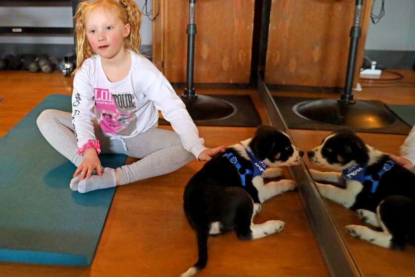 Enthusiastic puppies mob around people trying to do yoga.