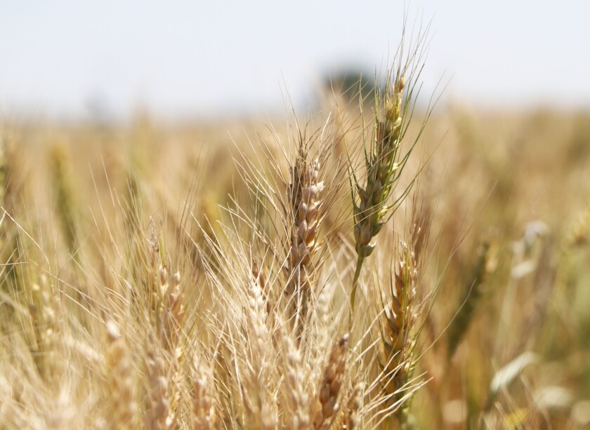 Winter whet is mostly turned from green to gold on July 19, 2022, and will likely be harvested within three or four weeks.