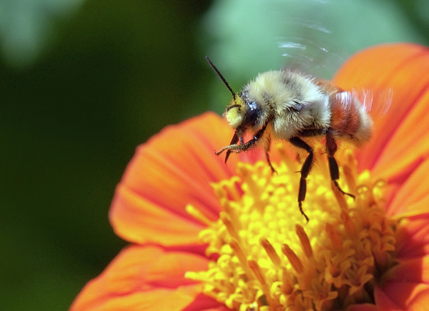 Walz declares Minnesota’s commitment to pollinators