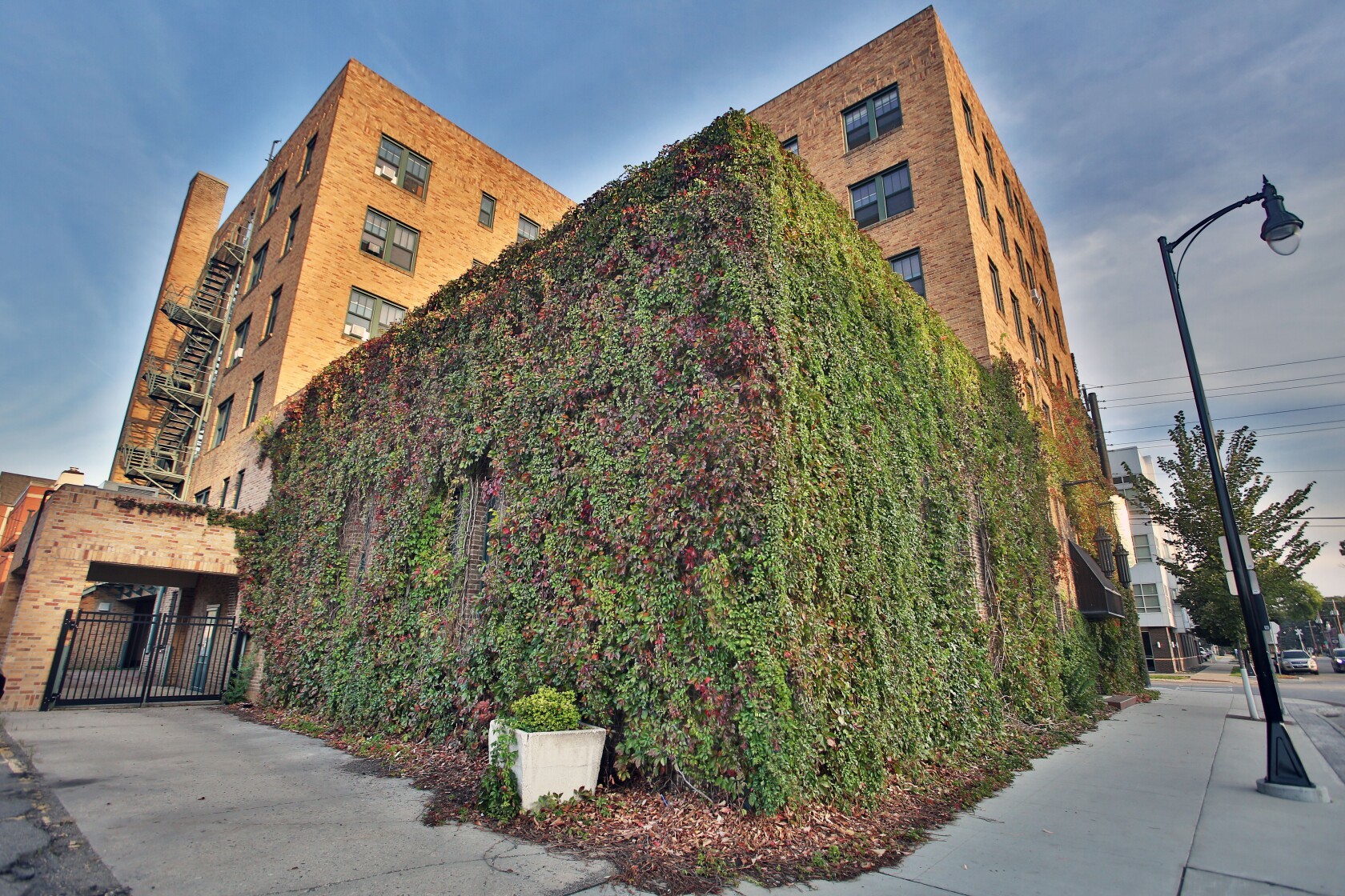 Ivy on downtown Fargo's Ivers Building is as iconic as structure itself