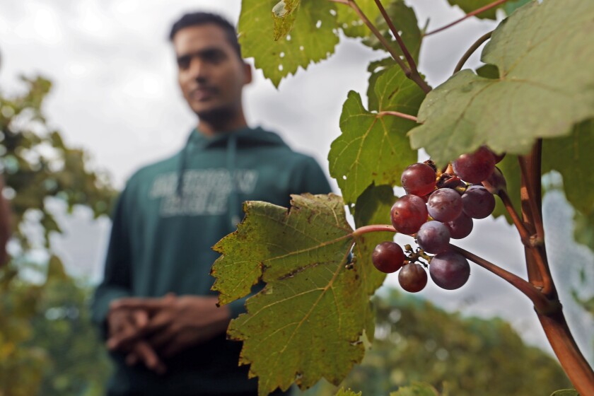091521.N.FF.GRAPES.03.jpg
