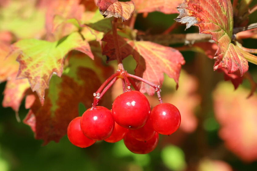 Fall Berry Color A different kind of fall color - Brainerd Dispatch | News, weather ...