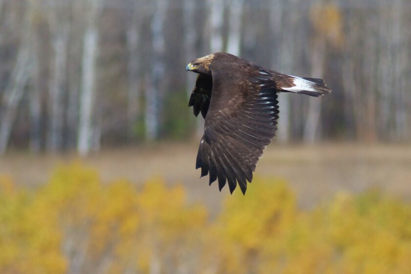 3215653+0312.F.DBN_.Weber_.Eagle1_.jpg