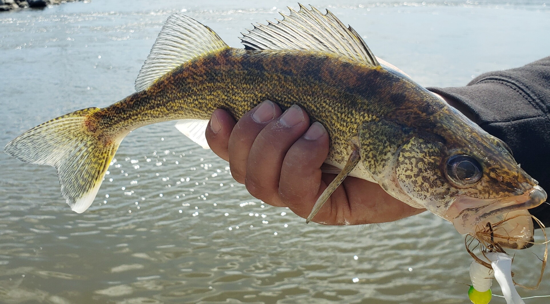 Walleye Rearing Walleyes also thriving in Lake Irvine and Stump Lake, surveys show ...