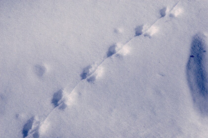 Northland Nature: Deer mice hop during the cold - Duluth News Tribune | News, weather, and sports from Duluth, Minnesota Northland Nature: Deer mice hop during the cold - Duluth News Tribune | News, weather, and sports from Duluth, Minnesota