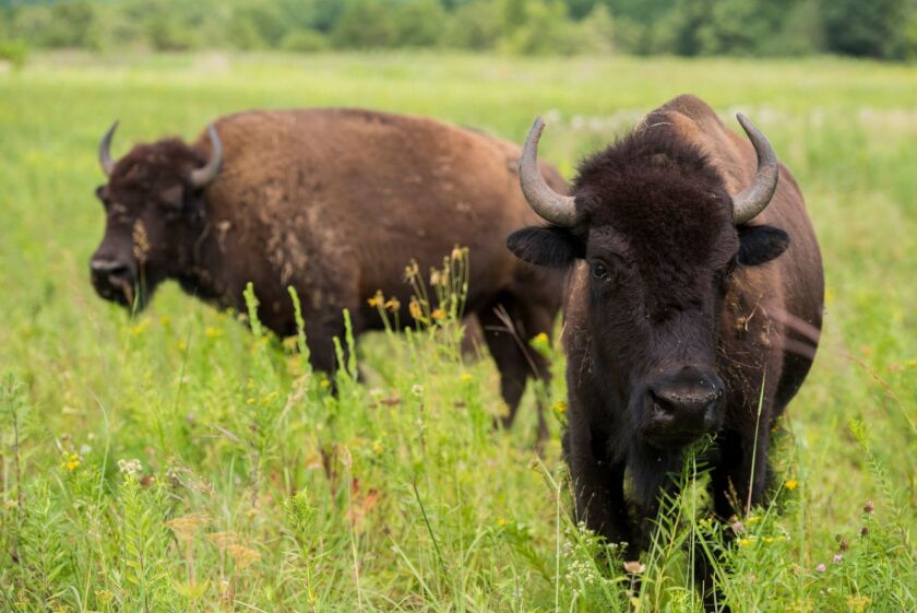 The Minnesota Bison Conservation Herd, composed of 130 animals is spread out between two state parks and the Minnesota Zoo in Apple Valley. Submitted photo.