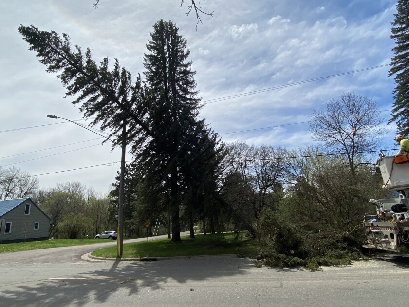 Storm-damaged trees are toppled over