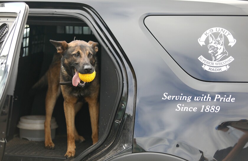 Superior K9, Radik, holds his ball in the back of K9 Officer Tyler Rude’s squad car