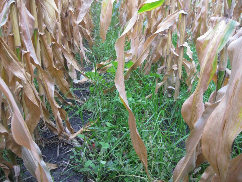 Cover crops thrive amid rows of corn in this Renville County field. As the corn shrivelled and dried out, the cover crops benefited from increased sunlight penetration. Test plots were planted in Renville County and included mixtures of rye, clover, rapeseed and brassica. Submitted