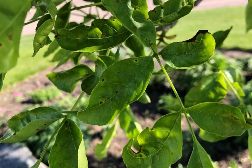 This common foliage disease might be the reason behind your tree's leaf ...