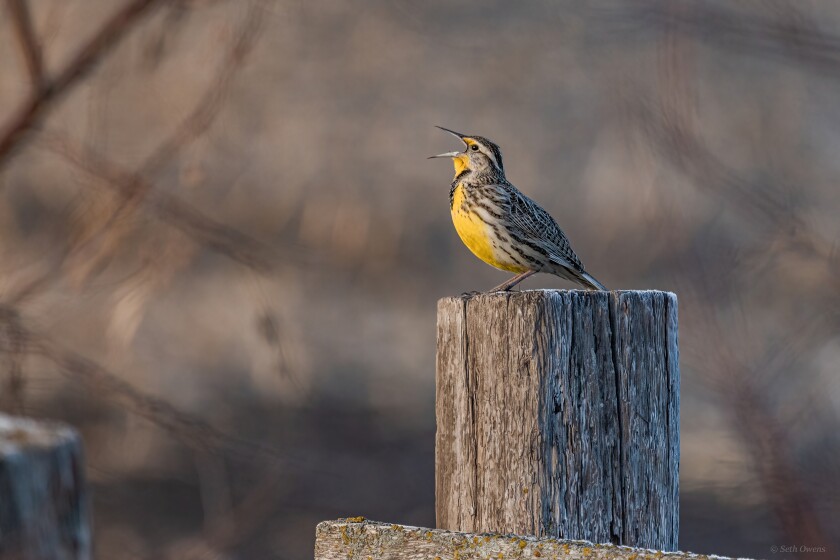 birding photos seth owens