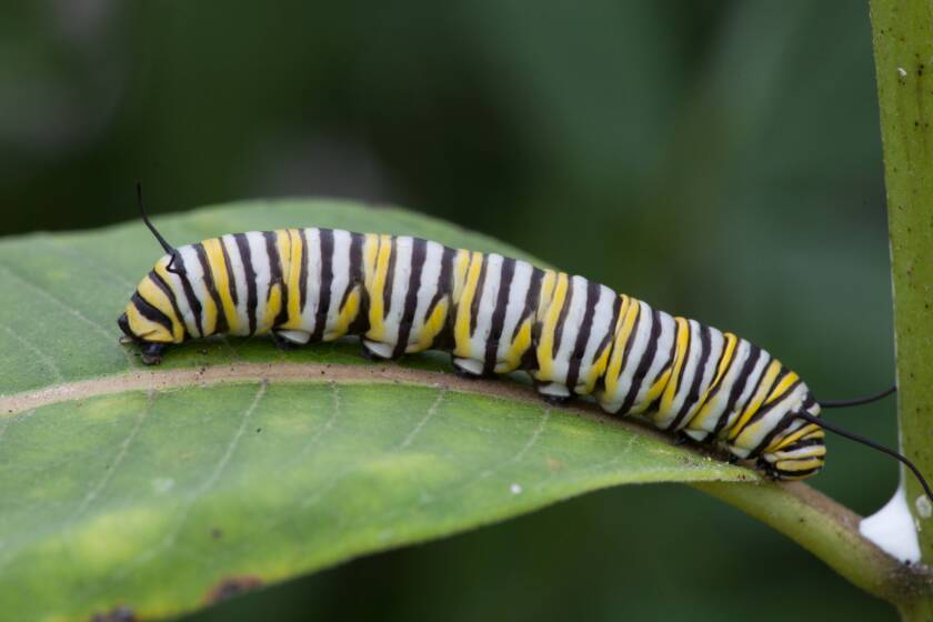 032521.N.WCT.KandiCoMonarchButterfly.03.jpg