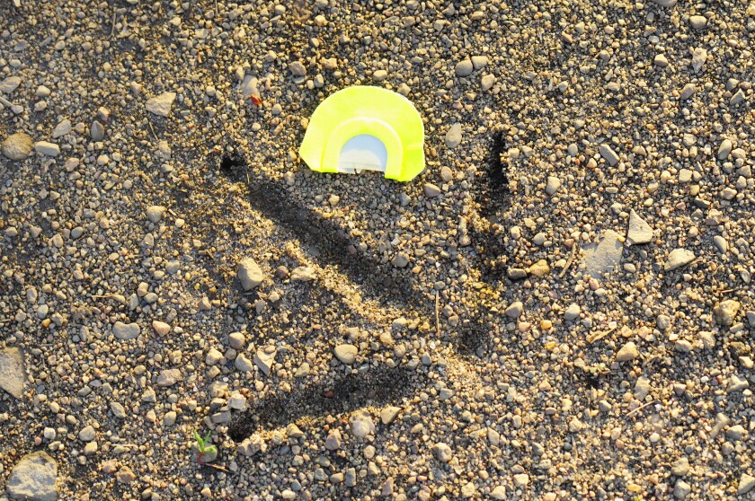 A turkey track in gravel and dirt.
