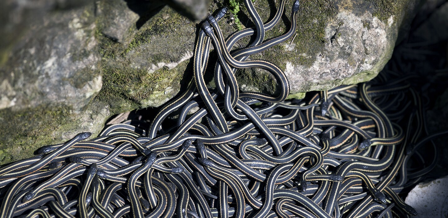 Manitoba's spectacle of snakes draws tourists from around the world