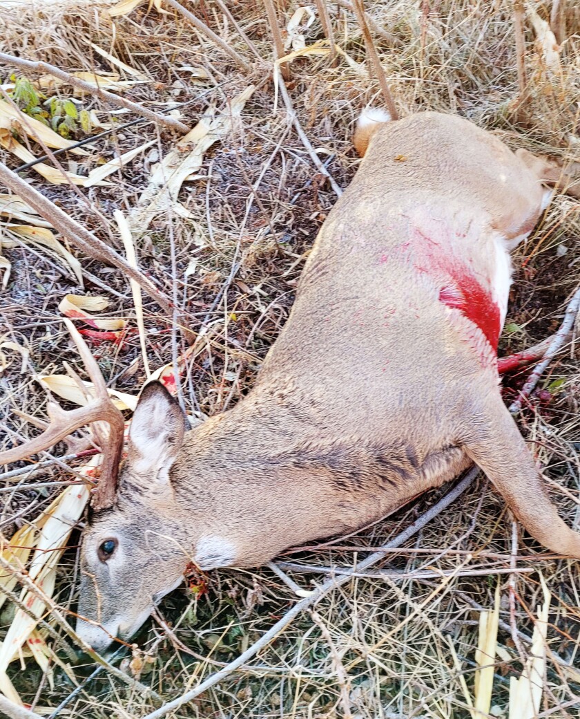 Thalen Deer 124.jpg