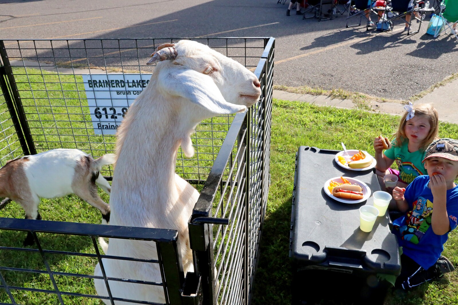 Goats at Bethlehem Evangelical Lutheran Church