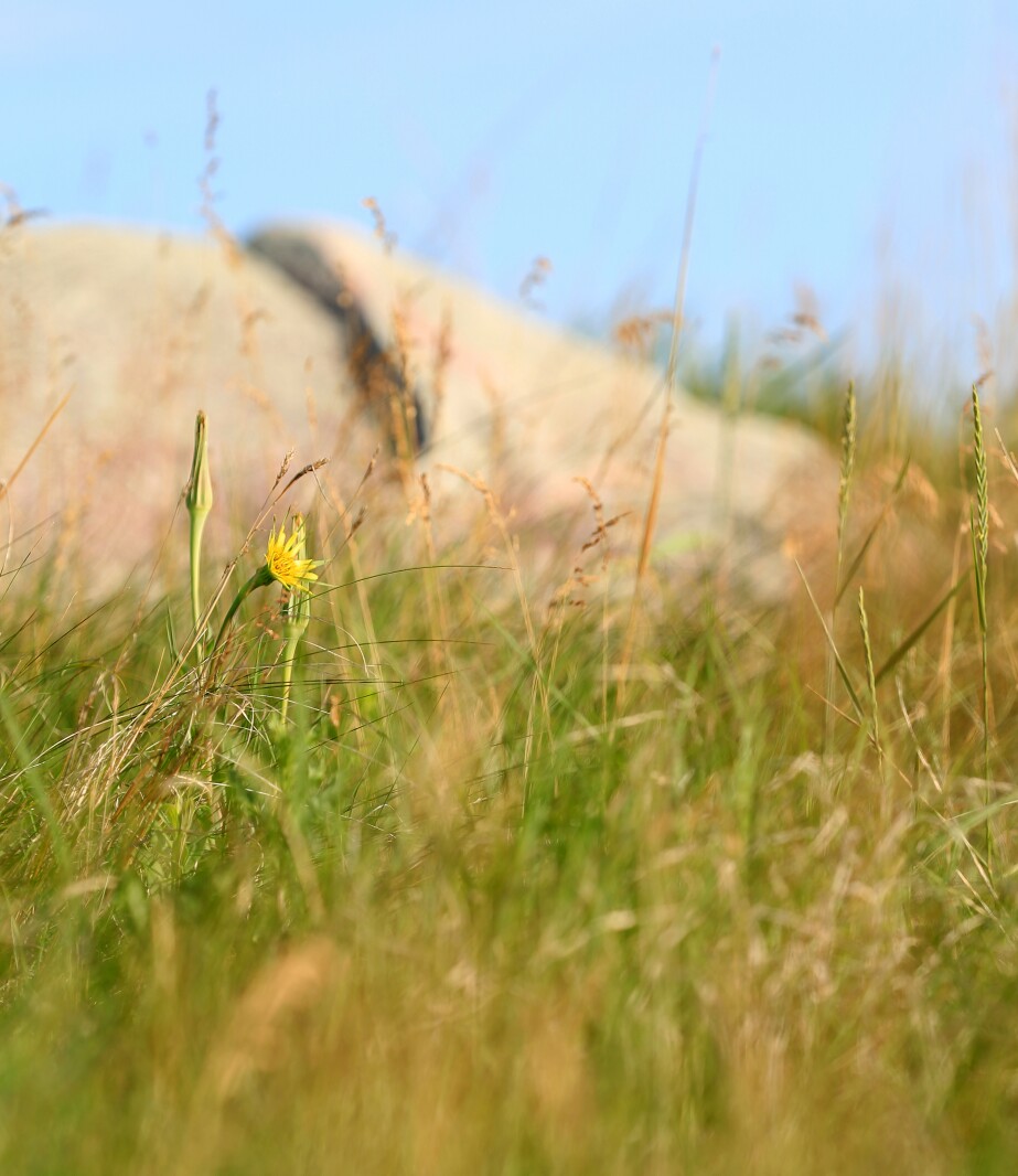 070321.NO.DG.TOUCHTHESKY GoatsBeard S14.jpg