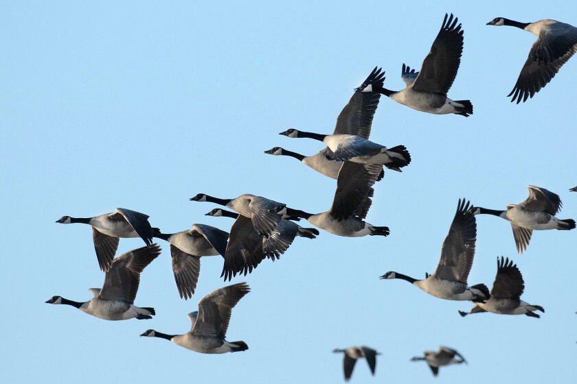 2319046+0211 waterfowl season setting.jpg
