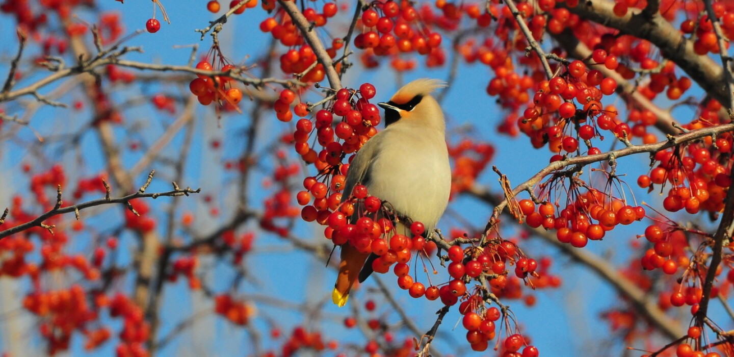Outdoors Notebook Annual Audubon Christmas Bird Count set for Dec. 14