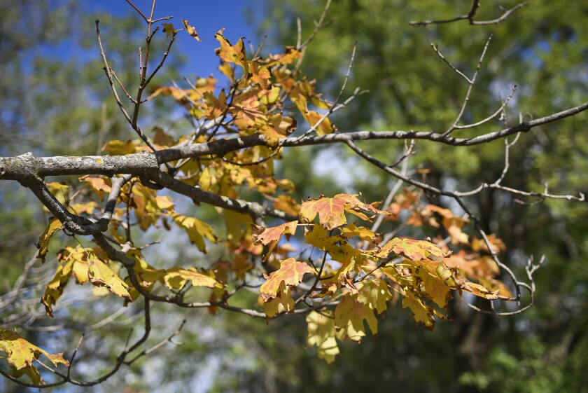 091121.O.BP.FALLCOLORS - 2.jp