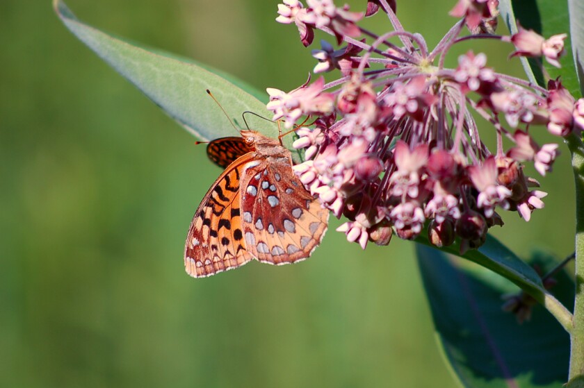 Orange and black spotted butterfly sits on plant stem with purple flowers
