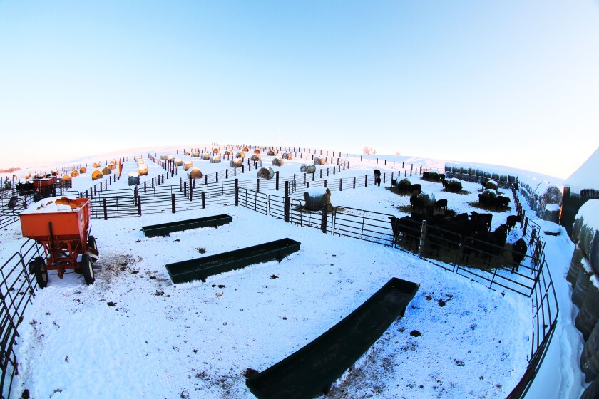 A pen with steel bunks is flanked by heifer calves at right, which will feed on bales in small pens on the hillside (left) until spring.