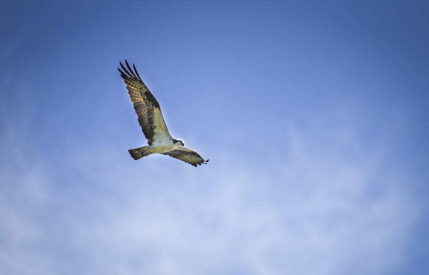 072220.N.BP.OSPREY - 3.jpg